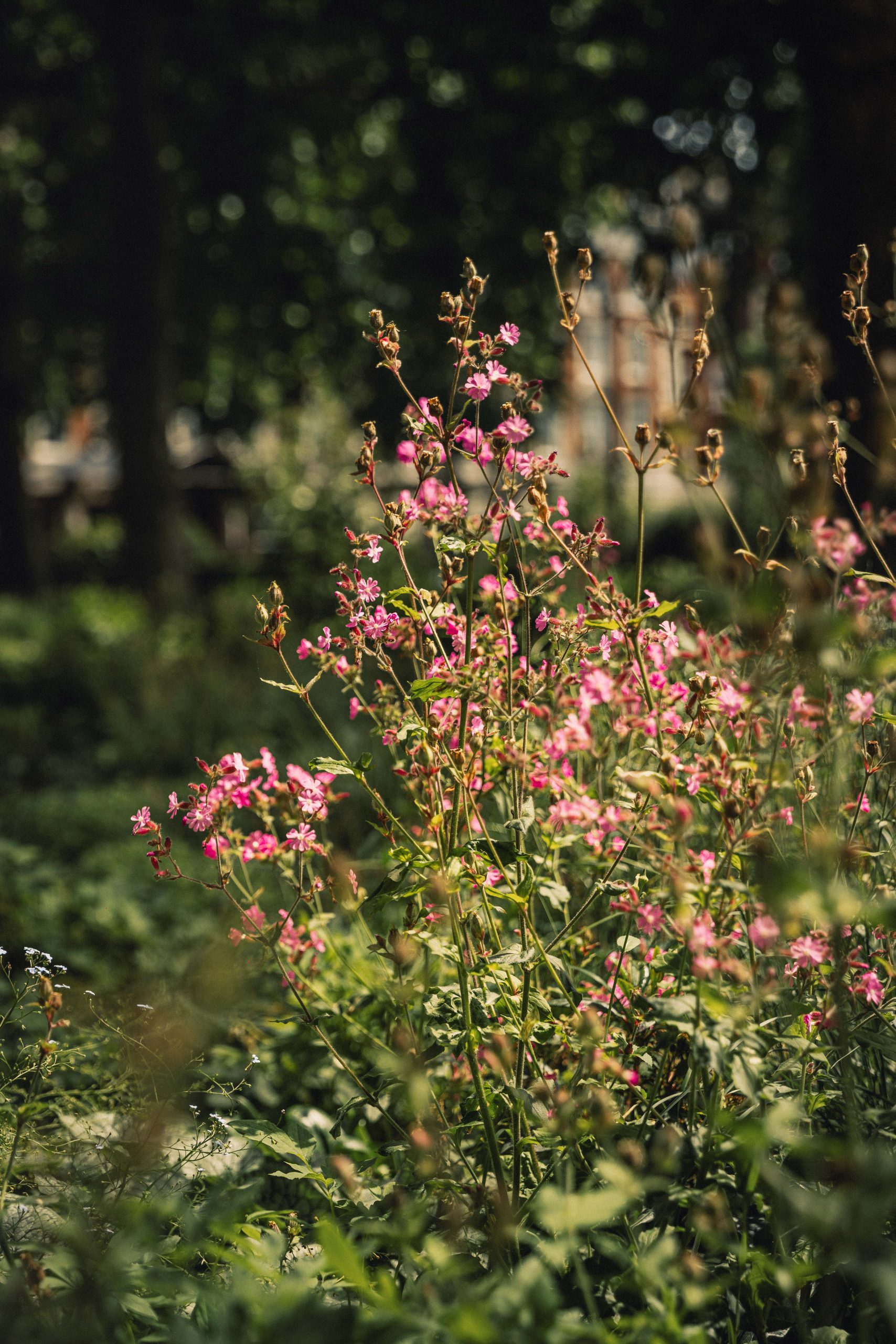 Pink flowers in the garden