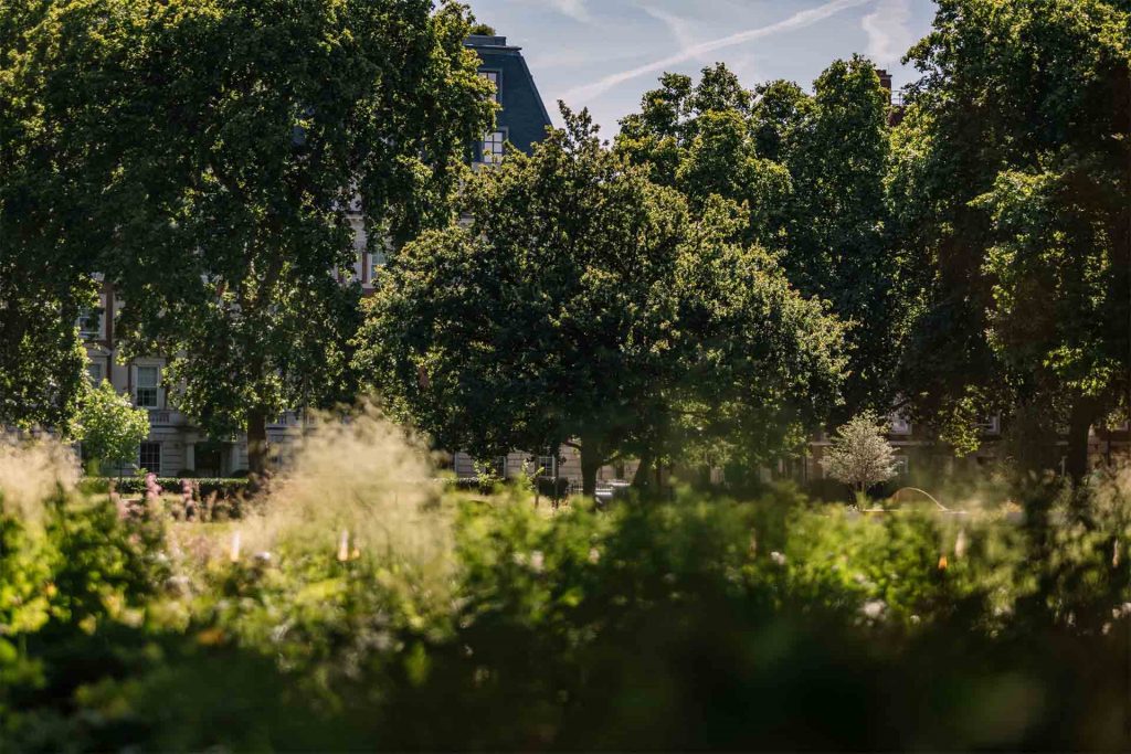 Trees in grosvenor square